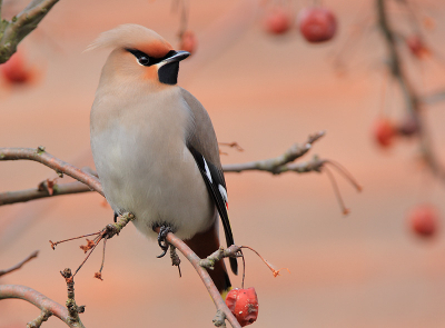 Mijn eerste ontmoeting met een pestvogel ! Schitterend beest heb er erg van genoten.
Voor mer pestvogels en andere vogels en natuurfoto's : www.photo-marcelloromeo.com