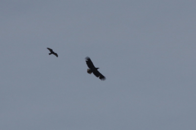 Over het eemmeer kwam deze kanjer aanvliegen, en werd gepest door een buizerd