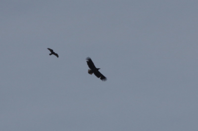 Over het eemmeer kwam deze kanjer aanvliegen, en werd gepest door een buizerd