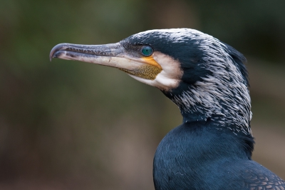 Deze aalscholver zat eenzaam op een brug van het zonnetje te genieten. Ik had mijn lens op 400mm vastgezet en voordat hij wegvloog, kon ik nog net deze foto maken.