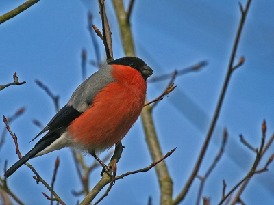 Tijdens een wandeling zag ik in boompjes opvallende kleuren; het bleken een aantal mannetjes goudvinken te zijn die zich met hun dames tegoed deden aan knoppen in de bomen. Een pracht gezicht en nog niet eerder meegemaaqkt.