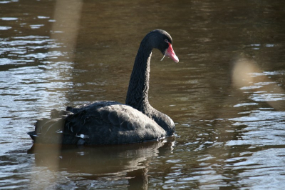 Ik deze zwaan ook met riet op de achtergrond (en zonder tegenlicht), maar toen ik thuis kwam bleek dit toch beter te werken (wat ik niet verwachtte.)