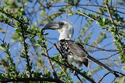 Het vrouwtje Jacksons Tok in een boompje bij Lake Baringo. Ook het mannetje vloog er rond maar die kreeg ik niet helemaal lekker voor de lens