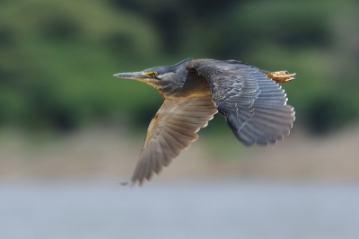 Deze Mangrove reiger vloog ook over Lake Baringo.
Hij staat echter niet in mijn vogelboek van East Africa....
Komt deze soort  hier normaal wel voor?