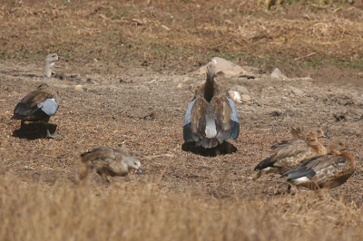 Weer een van de vele endemische soorten in Ethiopi. Hoewel aangeduid als kwetsbaar ter plaatse toch meermaals gezien. Deze foto is gemaakt in Bale mountains.