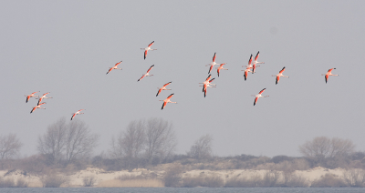 Greater Flamingo Greater Flamingo Greater Flamingo Greater Flamingo Greater Flamingo Greater Flamingo Greater Flamingo Greater Flamingo Greater Flamingo Greater Flamingo Greater Flamingo