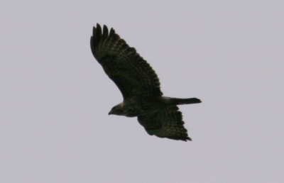 3 Roofvogels vlogen over de Zeevang. Ter grootte van een buizerd maar op basis van ander voorkomen en vlieggedrag (een hogere slagfrequentie) gingen mijn gedachten uit naar een Wespendief.
Wat denken jullie?
Mocht de determinatie ook voor jullie problemen opleveren, dan heb ik nog een andere foto.

Met dank aan Danny voor de foto.