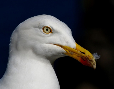 Bass Rock bezocht voor de Jan van Genten kolonie. Er zat echter ook een koppeltje Grote Mantelmeeuwen met een kuiken.