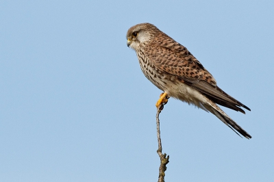 Bij heldere zonneschijn zat deze Torenvalk, hoog in een boom, naar prooi te zoeken.  Genomen vanuit de (stilstaande) wagen, lens in de hand.