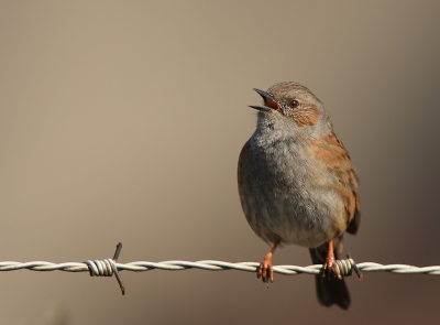 Nogmaals een zingende Heggenmus, dit keer zonder storend paaltje... Elke morgen komt hij vrolijk maken met z'n gezang en ik kon de verleiding niet weerstaan hem er nogmaals op te zetten... Voor meer vogels, in groot formaat: www.photo-marcelloromeo.com