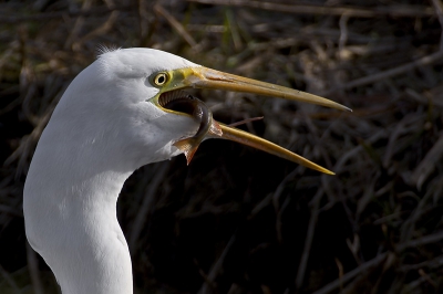 Deze reiger liep in de sloot en kwam ter hoogte van mijn auto tot stilstand. Hier pakte hij 2 vissen en at ze voor mijn neus op. Ik kon alleen maar afdrukken en heb nu 41 fotos'van hoe hij deze vis naar binnen werkte :).