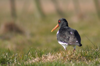 Momenteel zijn de landbouwers volop in lente-aktie geschoten in de Uitkerksde polders, mestkarren rijden op en af naar de weilanden. Deze scholekster wachtte geduldig tot hij terug de weide op kon, maar hield me wel nauwlettend in het oog.