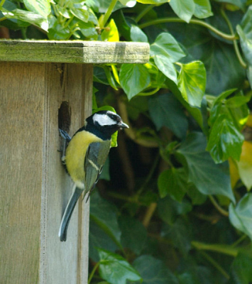 De mussen,merels kauwen vinden makkelijk een partner, maar de winterkoning bouwt zonder succes nest na nest en de koolmees wacht nog te vergeefs op een parntner.