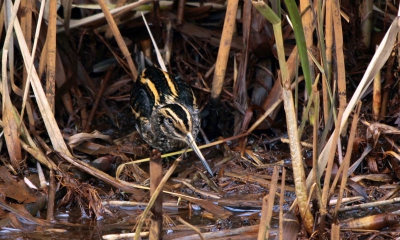 Camouflage? Deze snip kon ik niet waarnemen met blote oog op +/- 8mtr . Alleen door met de lens de oeverrand af te zoeken kwam ik haar tegen.Het mannetje stond er 1,50 mtr vanaf.