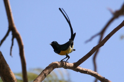 In Egypte wat vogels gefotografeerd en weet niet wat de naam is van deze vogel.