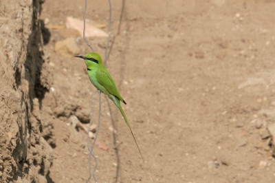 In Egypte wat vogels gefotografeerd en weet niet wat de naam is van deze vogel is.