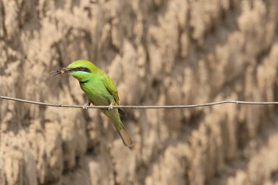 In Egypte wat vogels gefotografeerd en weet niet wat de naam is van deze vogel is.
