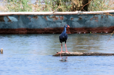 In Egypte wat vogels gefotografeerd en weet niet wat de naam is van deze vogel.