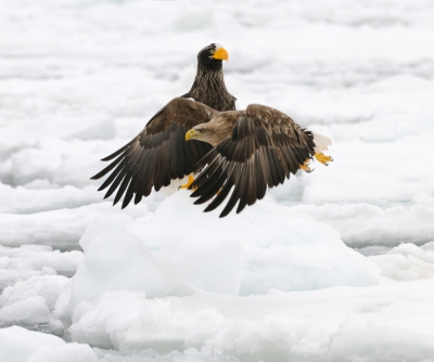 Een foto waar ik zelf heel blij mee ben omdat beide arenden scherp in beeld zijn. Was op dat moment bezig om plaatjes te maken van de Stellers omdat deze vogel zo mooi op een fraai stuk sneeuw-ijs zat. Komt de White-tailed voorlangs vliegen en dan heb je op het eerste moment zoiets van..........., shit.........., daar zat ik dus niet op te wachten, maar bij het terug zien van deze plaat heb ik zoiets van..............., mwaaaaaaaahhhhhhhhh, had slechter gekunt :-)

Mvg, Harry