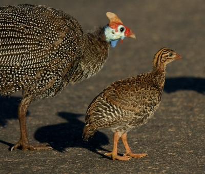 Veel van deze vogels gezien in Zuid-Afrika, maar dit was de eerste keer dat er jongen bij waren.