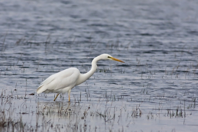 The picture was taken on one of east Hungary's nature conservation areas. On the picture, this not a lake, but the latter weeks was much rain, this is inland water.