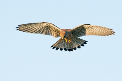 Deze gevleugelde vriend zag ik boven een greppel
bidden. Ben er rustig naar toe gelopen en deze foto
gemaakt.