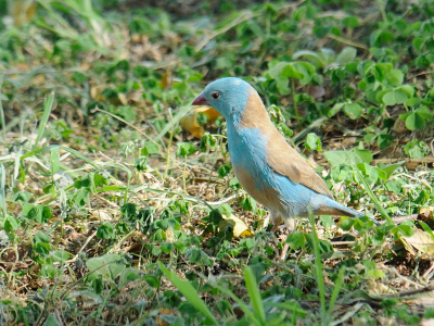 Dit Blauwkop blauwfazantje is de tweede op Birdpix. Bij de Speke bay lodge zaten er meedere. Het zijn erg mooie vogeltjes