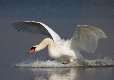 I managed to capture this male mute swan in the first spring days in Bulgaria. I hope you like the picture.