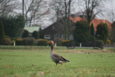 Vannochtend wat rondgelopen bij het naardermeer, niet veel bijzoners daarom deze gans.