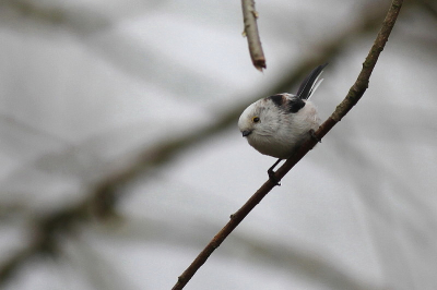 Vandaag een witkoppige staartmees tussen de "gewone" staartmezen. Staan er nog niet zoveel van op birdpix, vandaar dat ik hem plaats.