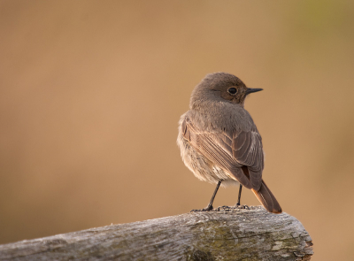 Deze zwarte roodstaart (vrouwtje) trof ik aan op een parkeerterrein (Lauwersmeer). Kon haar fotograferen vanuit de auto, op een metertje of vier. Voor mij de eerste ontmoeting met deze soort.