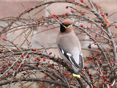 Zeer leuke waarneming met vele 'belangstellende passanten' in de Velpse straat. De vogel liet zich regelmatig, zij het met soms grote tussenposen, in de Coteonaster bessen 'vallen'. At er snel een aantal en verdween dan weer in de omliggende bomen.