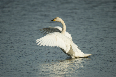 Eerste serieuze natuurfotodag van dit jaar. Met de D700, welke ik nog niet serieus voor natuurfotografie had ingezet. Combineert goed met de 1000mm spiegellens!
Plaats deze foto als nieuw lid ter introductie van mijn werk en om reacties te peilen van de alhier gevestigde orde. Mijn oudere werk zou ik tzt ook graag tonen.