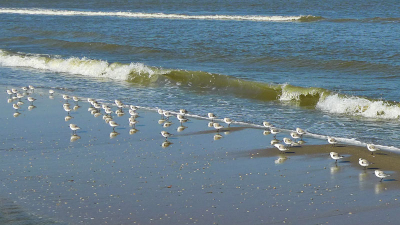 Wandelend langs het strand streek deze groep drieteenstrandlopers neer. Ik had ze niet meteen als zodanig herkend, gelukkig wist men hier in het forum raad. Mijn eerste foto op deze site, met een compact camera :)