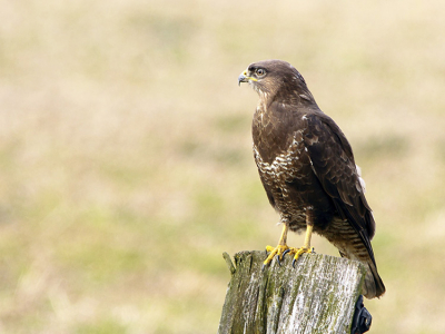 Eindelijk bleef er eens een zitten, de laatste tijd vaak op buizerd jacht geweest zonder resultaat.