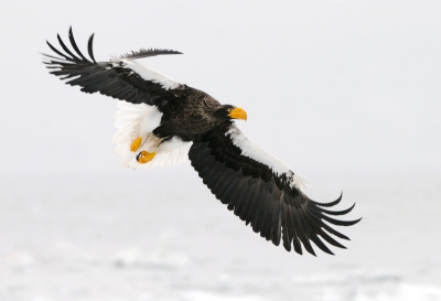 Een naar mijn mening apart gezicht om zo'n grote vogel te zien vliegen met een gebroken vleugelpen. Geeft een ander, meer a-symmetrish beeld.
Heb trouwens, ondanks het feit dat er enkele honderden arenden aanwezig waren op het pakijs, geen enkele uitgevallen veer kunnen ontdekken.
Mvg en een prettig weekend gewenst, Harry