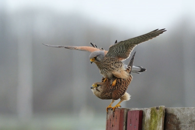 Ik had niet verwacht me camera nog aan te zetten vanochtend. Niks gezien wat een leuke foto zou opleveren. Toen ik het vrouwtje zag zitten ben ik tijdje blijven wachten, hopend op iets van actie. Opeens maakte ze geluid en ging plat zitten. Het mannetje dook erop en het feest begon.
Ik had het nog nooit gezien en was zeer fraai om mee te maken.