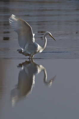 Deze Grote Zilvereiger vloog naar me toe en lande in het water om daarna kopje onder te gaan op zoek naar die vis. 2e foto volgt morgen