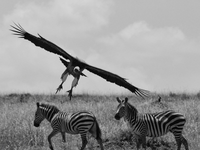 Nairobi National Park is een aanrader. Veel rustiger dan de andere parken en genoeg aanbod van wilde dieren en vogels, waaronder deze Witruggier. Deze foto benadrukt de grootte van de vogel. Ik vind dat deze plaat beter tot zijn recht komt in zwart-wit.