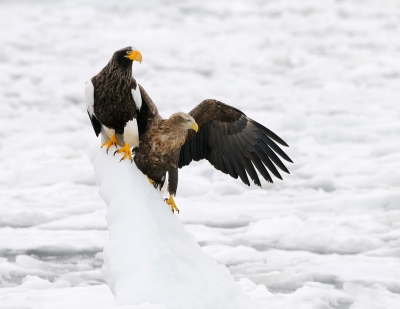 Ondanks dat ook hier het recht van de sterkste geldt, de Steller's heeft zich duidelijk de beste plek op de ijspiek toegeigend, en de White-tailed moet het doen met een veel minder stabiele plaats, kunnen deze grote vogels zoals hier te zien ook goed samen leven zonder elkaar direct in de haren cq veren te vliegen.

Mvg en een fijne zondag gewenst, Harry