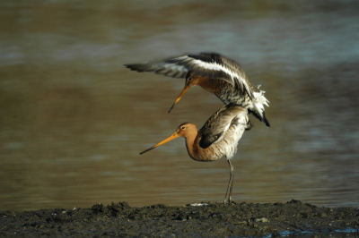 Deze foto stamt uit mijn beginperiode als natuurfotograaf. Ik had toen net mijn spiegellens op de kop getikt op de fotograficabeurs in Houten. Met mijn D70s erop geschroefd en de Giottos tripod eronder naar Delftse Hout. Ik had het spul net genstalleerd bij een plas met veel vogels en was bezig mijn camera in te stellen. Deze twee Grutto's, uit al die anderen, nam ik als testvogels in mijn zoeker en maakte wat proefopnamen. Ze liepen wat heen en weer en nog een keer en opeens ging n van hen (het mannetje, bleek achteraf) zich wat vreemder gedragen. Ik was nog niet zeker van mijn instellingen, maar begon maar te klikken. En te klikken... En te klikken... Deze paringsdans heb ik van A tot Z kunnen vastleggen met 94 opnamen. Scherp, goed belicht en goed gekaderd! Deze foto is er n van. Deze gebeurtenis heeft van mij een vogelliefhebber gemaakt, alhoewel ik nog lang geen kenner ben.