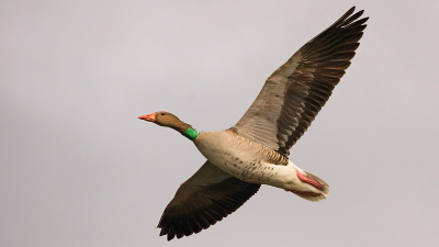 Deze gans fotografeerde ik vandaag in het westerpark in Zoetermeer.