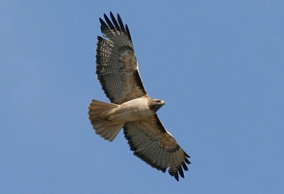 <i class='fa fa-user'></i> Peter Vercruijsse | Roodstaartbuizerd  <i class='fa fa-eye'> 887</i>   <i class='fa fa-comment-o'> 3</i>