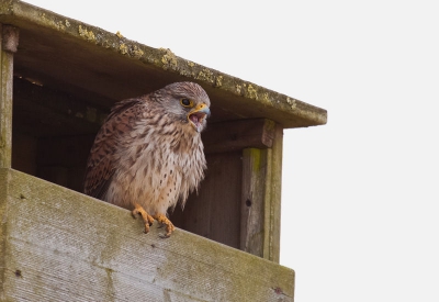 Nadat dit valkje een tijdje in de lucht had gehangen ging hij in deze kast zitten (paal langs een druk fietspad). Even uitrusten denk ik, want kort daarna ging hij eten om vervolgens met de noorderzon te vertrekken.