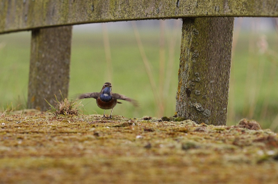 Ik kon van deze blauwborst drie opname `s maken, dit is de tweede. Vind dit wel een leuk beeld, klaar voor opstijgen.