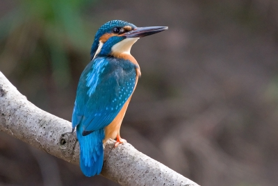 Ik had al een aangepaste versie van het ijsvogelvrouwtje ingestuurd maar die zit in het werkalbum.
Vandaag dan maar het ijsvogel mannetje die ik deze keer wel direct via de workflow van Bas heb bewerkt hoop dat dit beter is dan het vrouwtje?