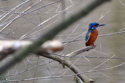 Na lang zoeken om de bonte ijsvogel goed op de foto te zetten is dit eindelijk gelukt.