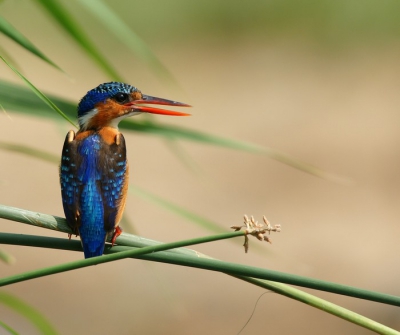 Opeens is daar een klein blauw stipje in het riet: de malachietijsvogel. Gemaakt uit de auto vanaf rijstzak.
