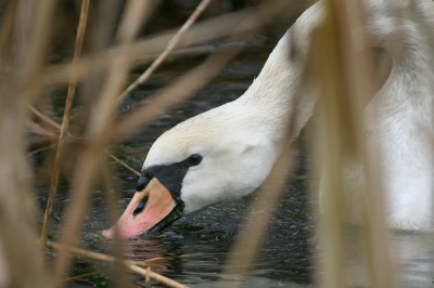 Een rondje naardermeer leverde niet veel meer op dan wat meesjes en watervogels.