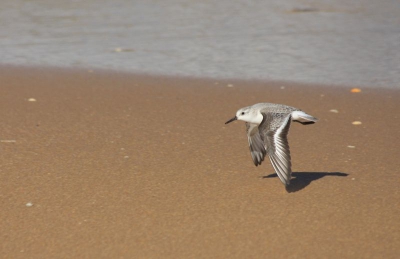 Mijn eerste Birdpixfoto: 
Vogel kwam op me afvliegen, dus knop ingedrukt gehouden, en doorschieten. Dit was n van de resultaten.